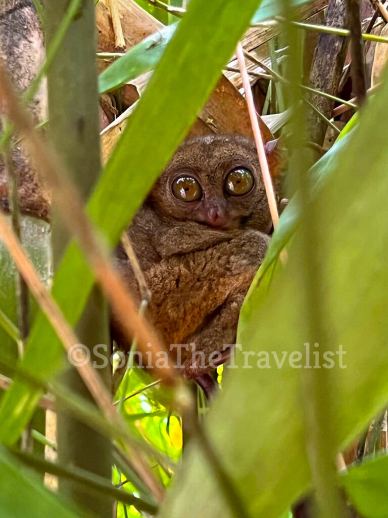 perché venire nelle Filippine: Tarsio al Tarsier Sanctuary di Bohol, Filippine