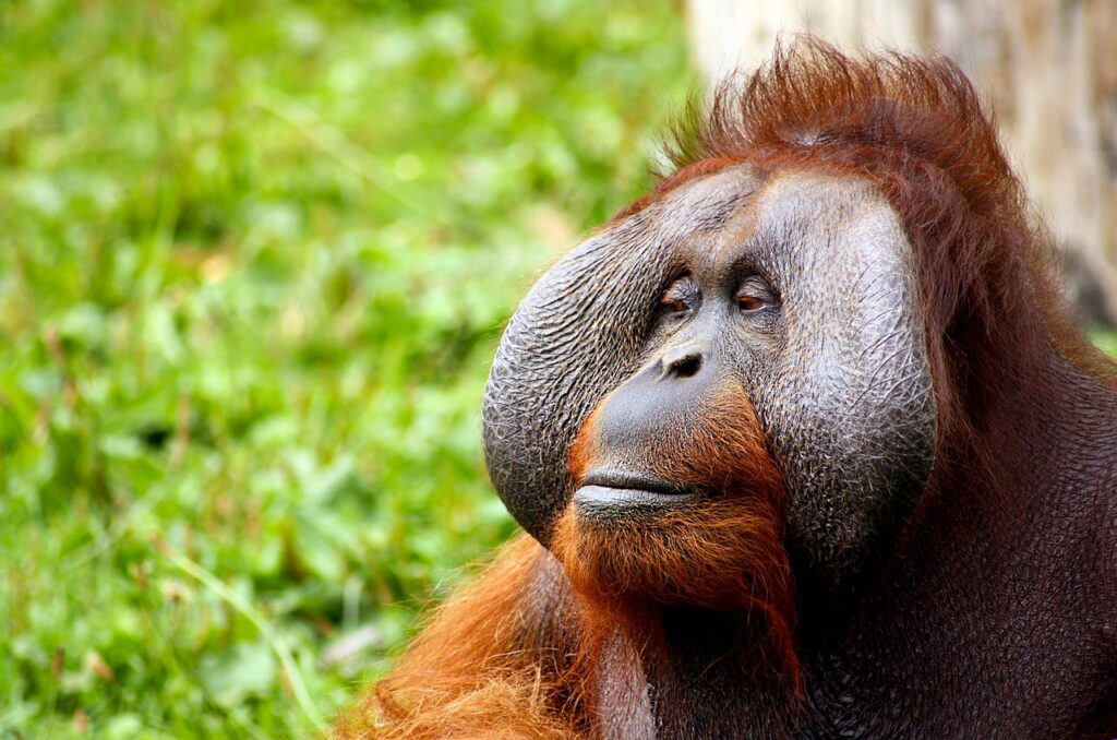 Cosa vedere in Indonesia: Gunung national park