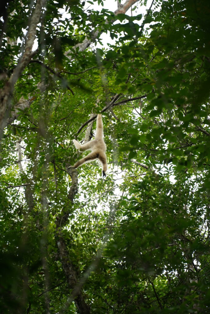 parco nazionale di khao yai