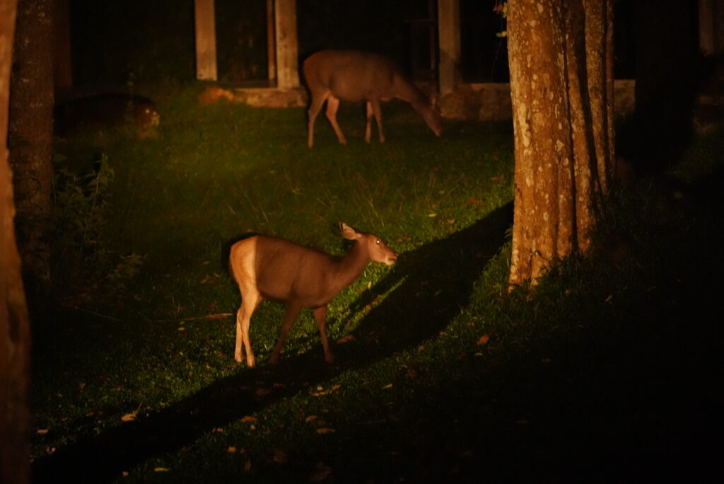 parco nazionale di khao yai: il safari notturno