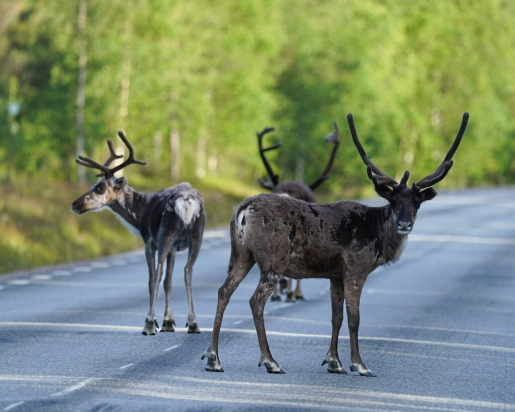 parchi naturali in Svezia