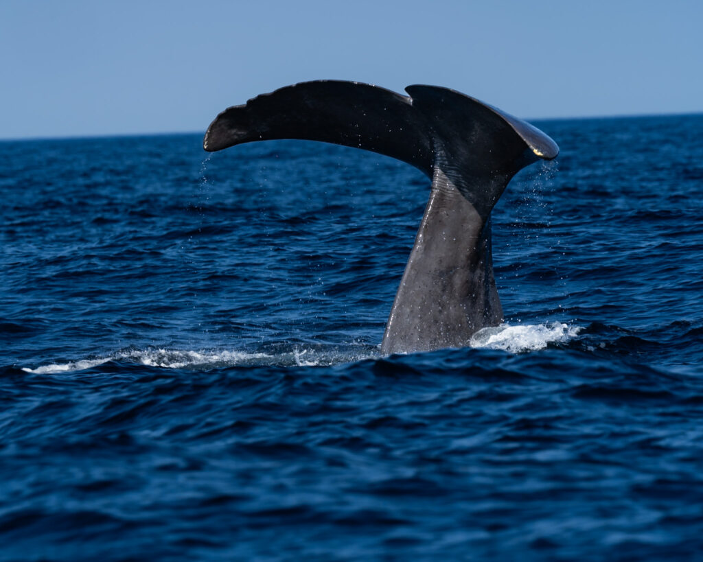 Itinerario lofoten capo nord: avvistamento balene