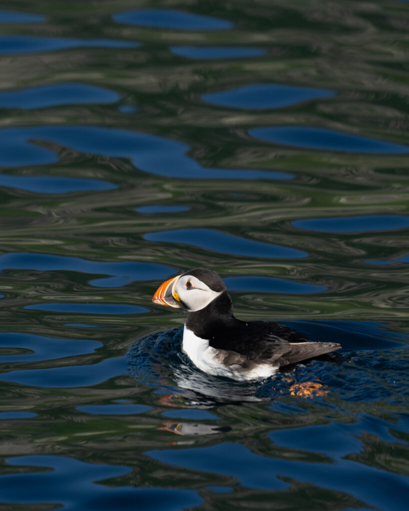 viaggio lofoten capo nord: puffin