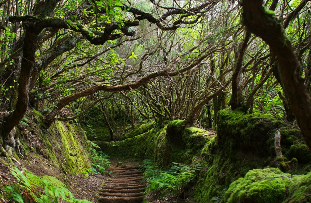 come si arriva a la gomera