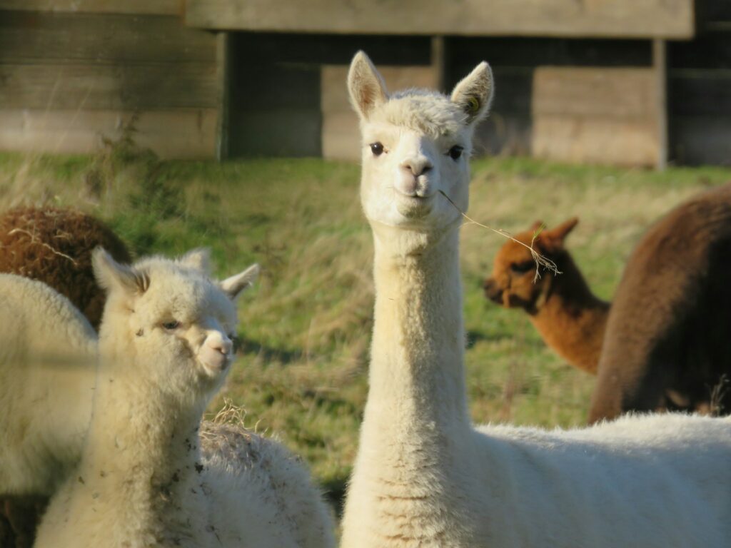 Cosa fare nel weekend a Roma con i bambini: visitare l'allevamento di alpaca più grande d'Italia