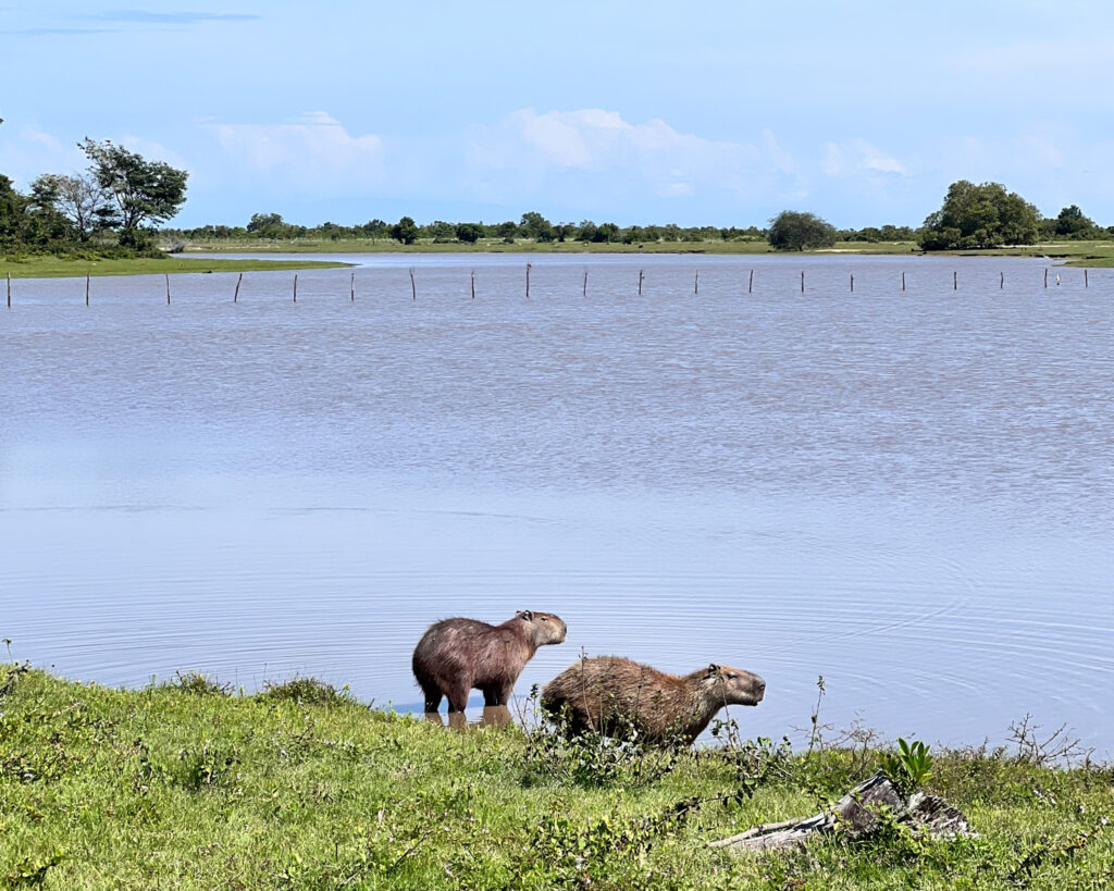 llanos orientali in colombia