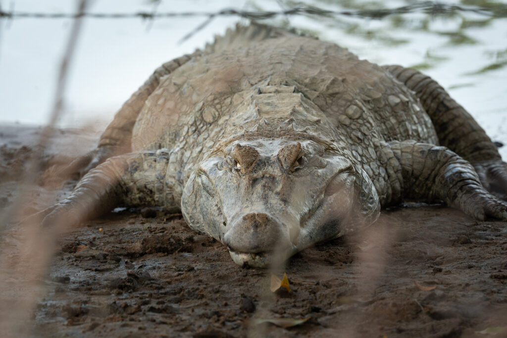 safari in colombia