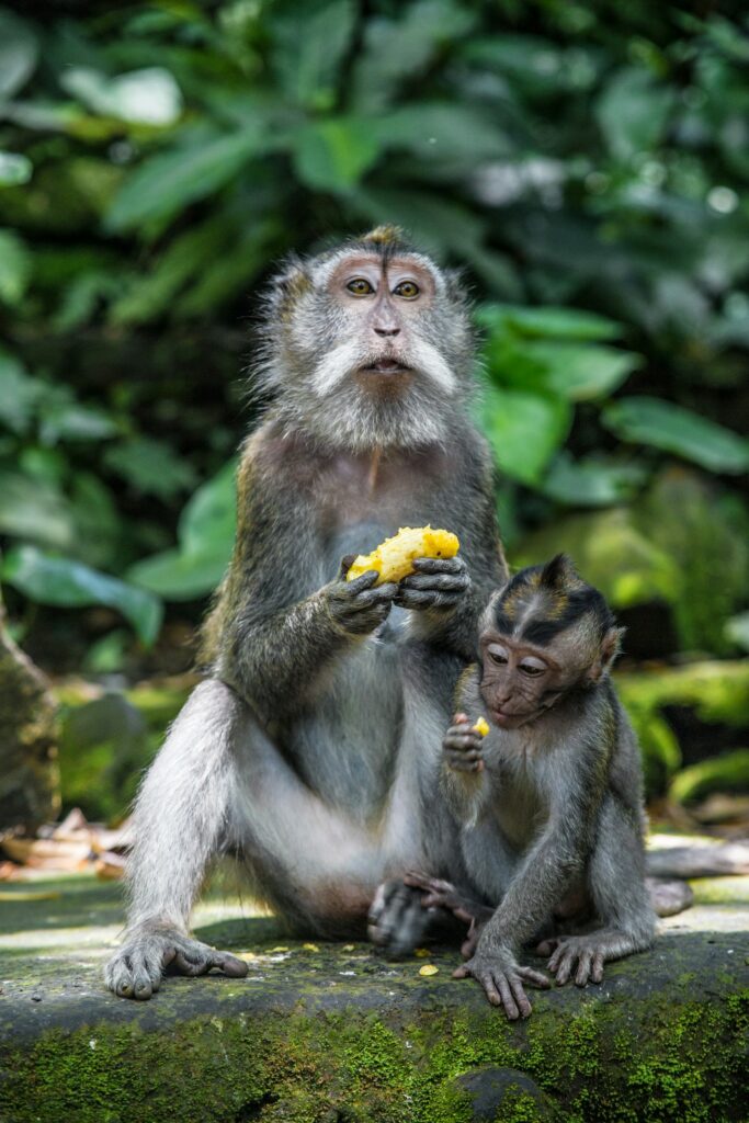 cosa visitare a bali centrale