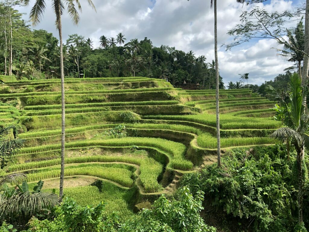 cosa vedere a bali centrale