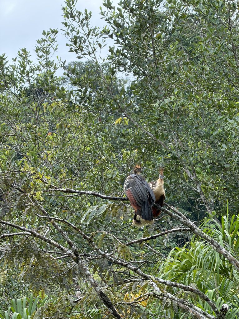 cosa fare in Ecuador, Amazzonia