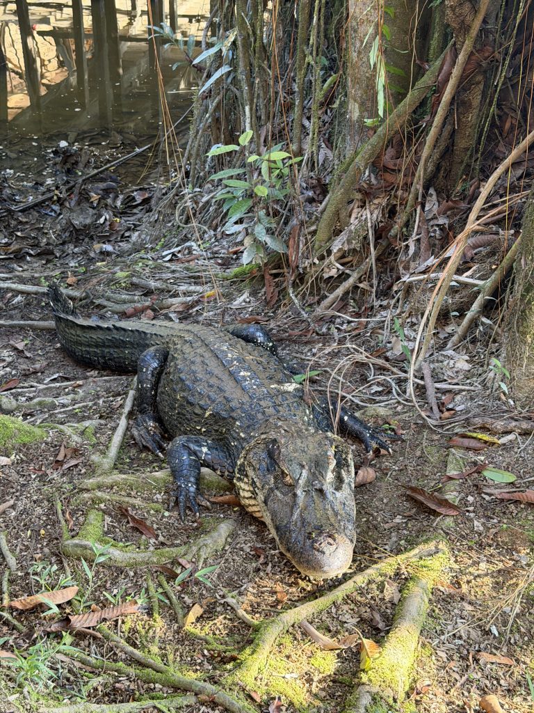 cosa fare in Ecuador, Amazzonia