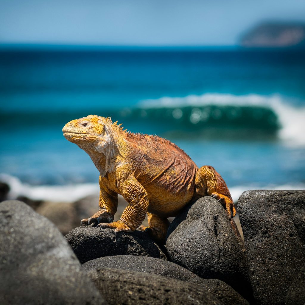 viaggio Ecuador Galapagos