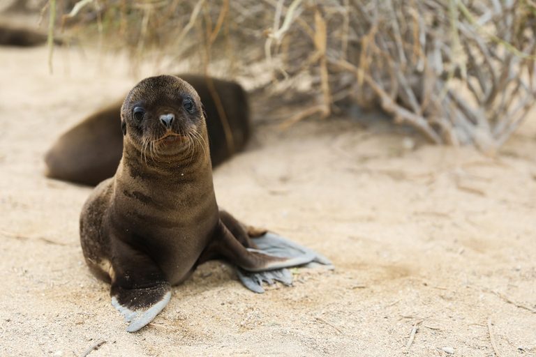 Come organizzare un viaggio alle Isole Galapagos senza spendere un rene