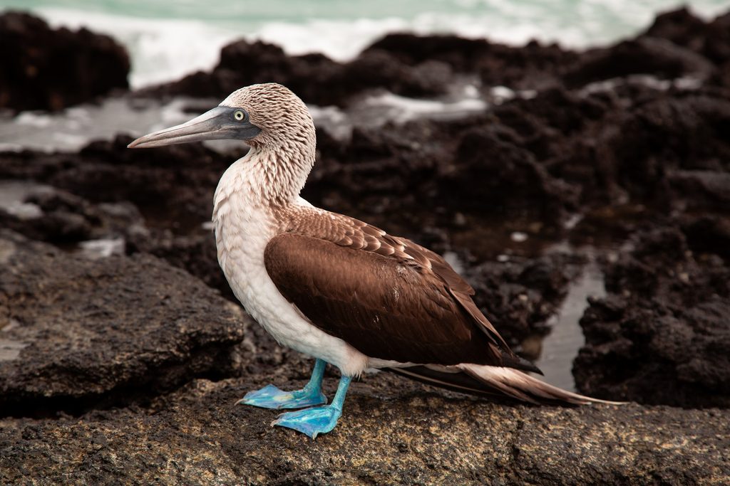 cosa vedere alle galapagos_itinerario
