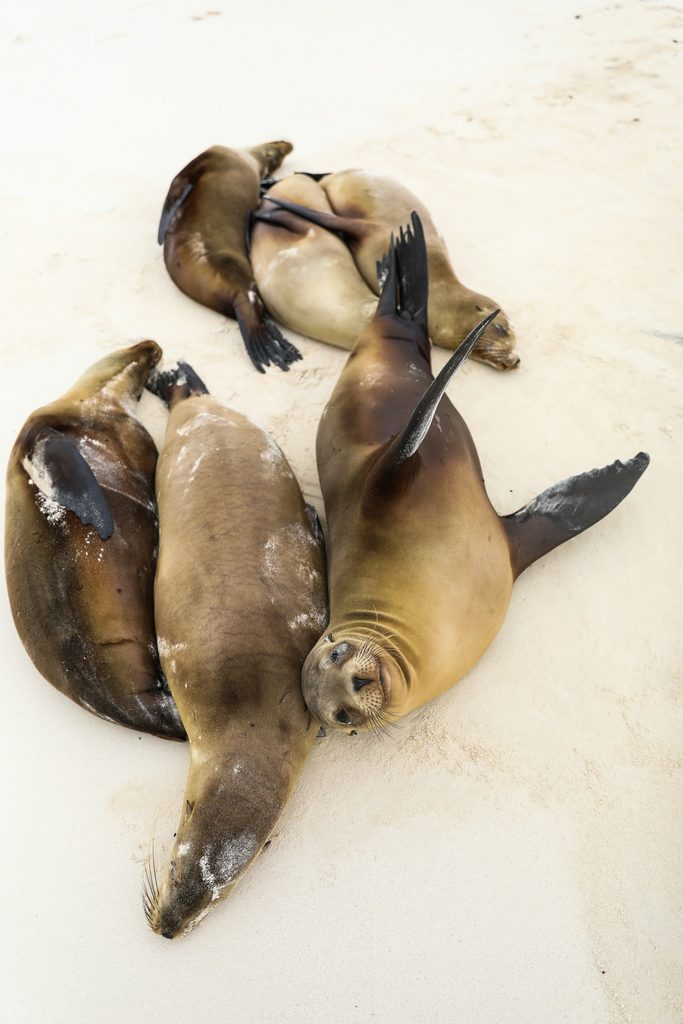 viaggio alle Galapagos_guida completa